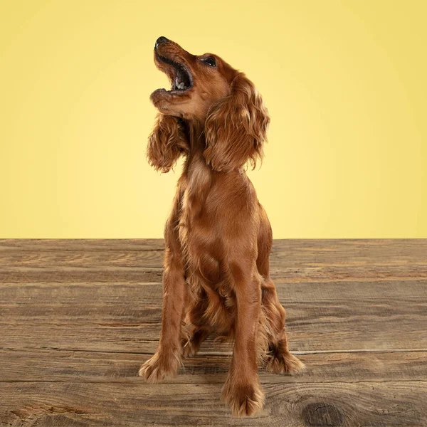 Studioaufnahme eines englischen Cockerspaniel-Hundes isoliert auf gelbem Studiohintergrund — Stockfoto