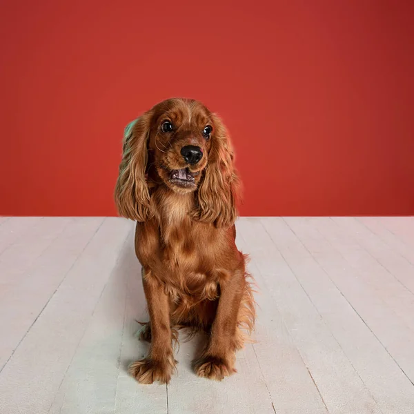 Estúdio tiro de Inglês cocker spaniel cão isolado no fundo estúdio vermelho — Fotografia de Stock