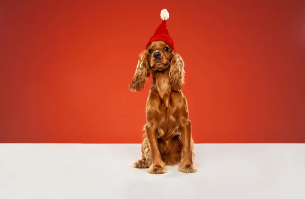 Студийный снимок собаки испанского кокера, изолированной на красном студийном фоне — стоковое фото