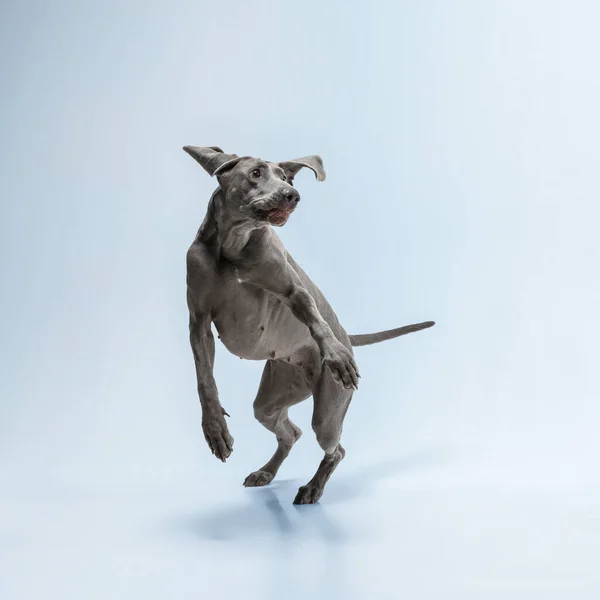 スタジオショットのweimaraner犬の青のスタジオの背景に隔離 — ストック写真