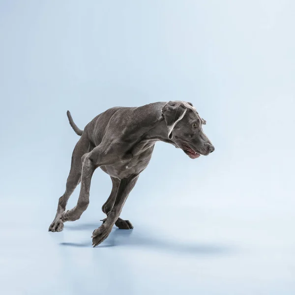 スタジオショットのweimaraner犬の青のスタジオの背景に隔離 — ストック写真