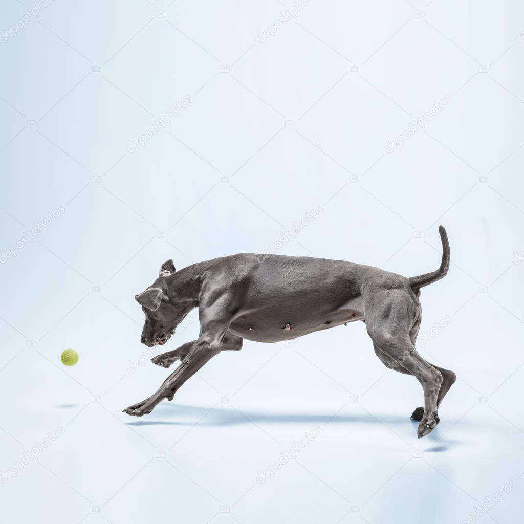 Studio shot of weimaraner dog isolated on blue studio background