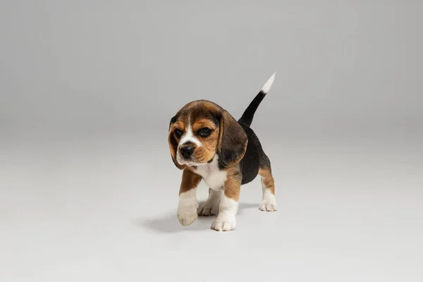 Estudio de tiro de perrito beagle sobre fondo blanco estudio —  Fotos de Stock