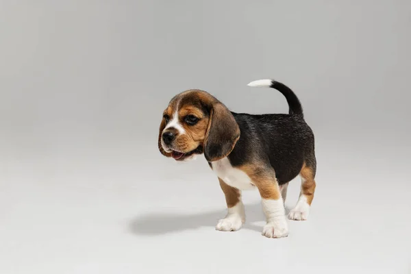 Estudio de tiro de perrito beagle sobre fondo blanco estudio — Foto de Stock