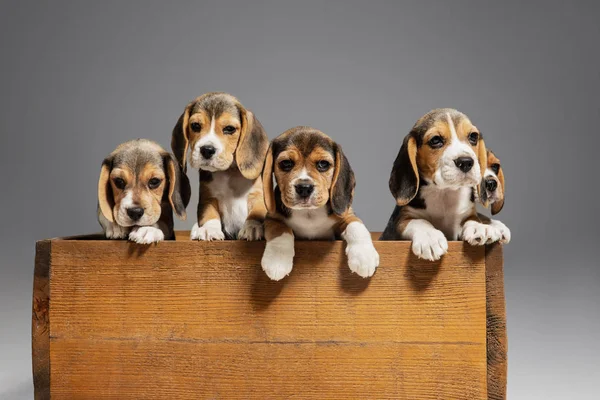 Plan studio de chiots beagle sur fond de studio gris — Photo