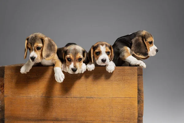 Studio shot szczeniąt beagle na szarym tle studio — Zdjęcie stockowe