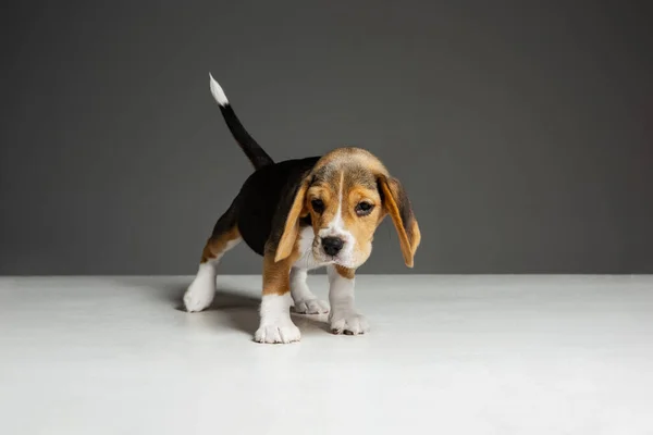 Στούντιο πλάνο του beagle κουτάβι σε γκρι φόντο στούντιο — Φωτογραφία Αρχείου