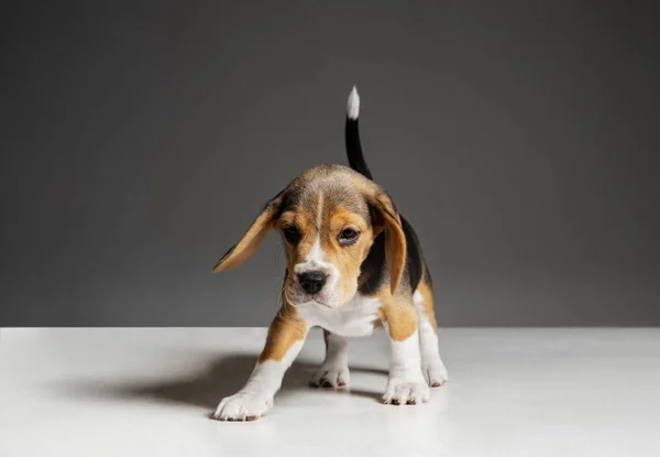 Estudio disparo de perrito beagle sobre fondo gris estudio —  Fotos de Stock