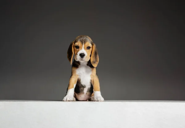 Gri stüdyo arka planında Beagle puppy 'nin stüdyo resmi. — Stok fotoğraf