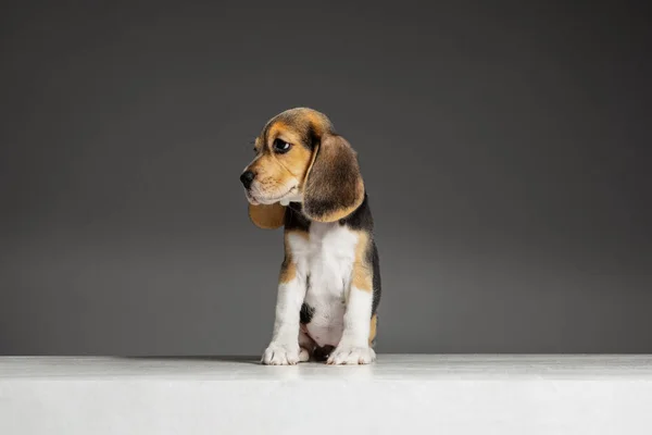 Στούντιο πλάνο του beagle κουτάβι σε γκρι φόντο στούντιο — Φωτογραφία Αρχείου