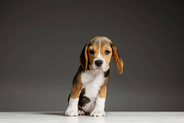 Στούντιο πλάνο του beagle κουτάβι σε γκρι φόντο στούντιο — Φωτογραφία Αρχείου