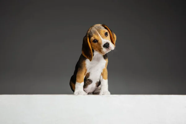 Studio shot of beagle puppy on grey studio background