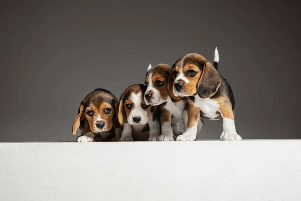 Студийный снимок щенков на фоне серой студии — стоковое фото