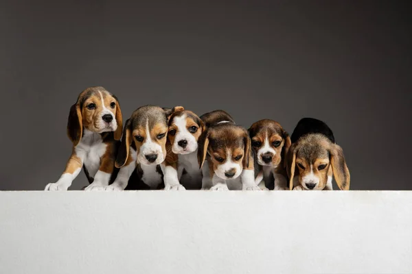 Plan studio de chiots beagle sur fond de studio gris — Photo