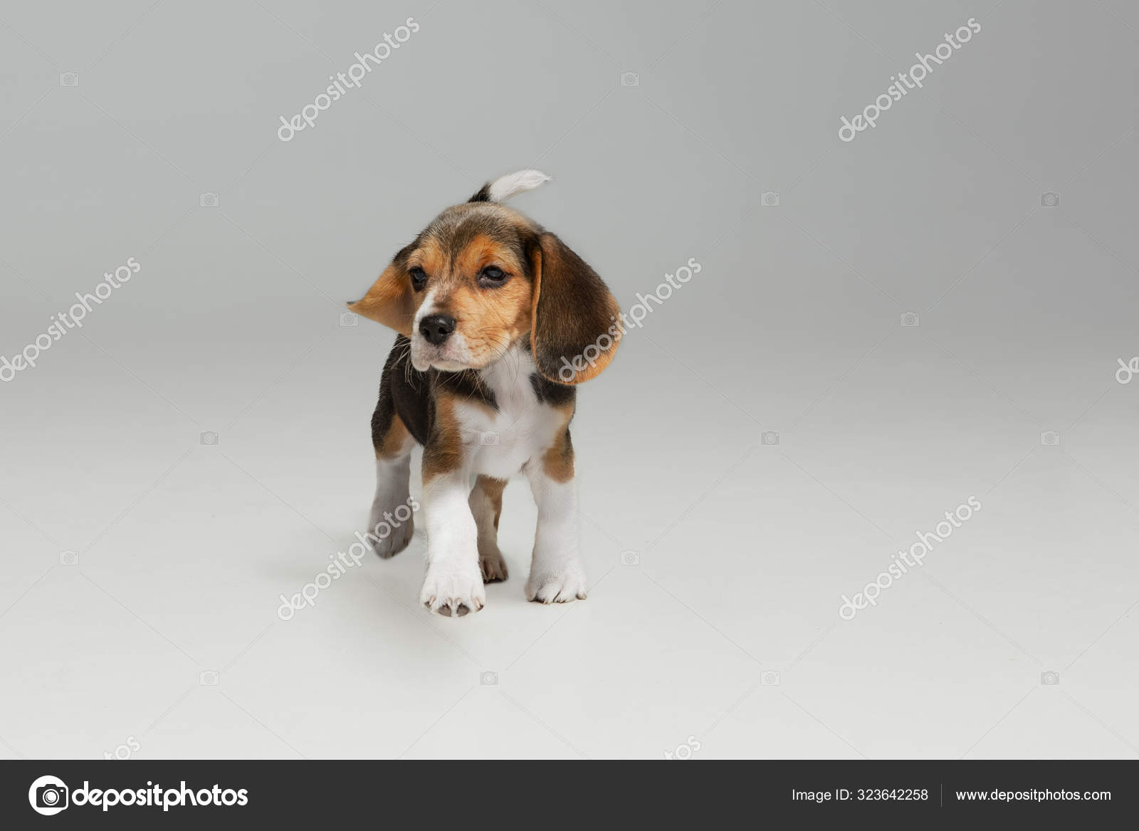 Studio Shot Of Beagle Puppy On White Studio Background Stock Photo Image By C Vova130555 Gmail Com 323642258