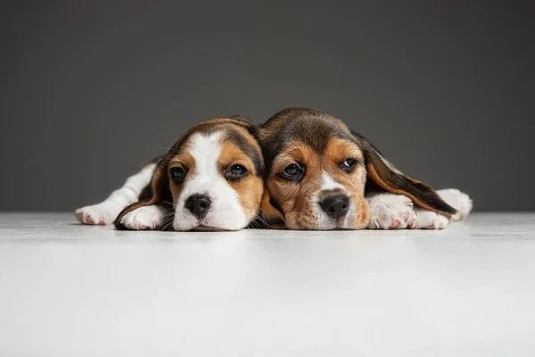 Gri stüdyo arka planında köpek yavrularının stüdyo çekimi. — Stok fotoğraf