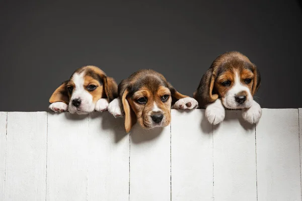 Stúdió lövés beagle kölykök szürke stúdió háttér — Stock Fotó