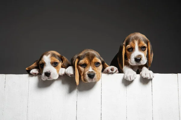 Stúdió lövés beagle kölykök szürke stúdió háttér — Stock Fotó