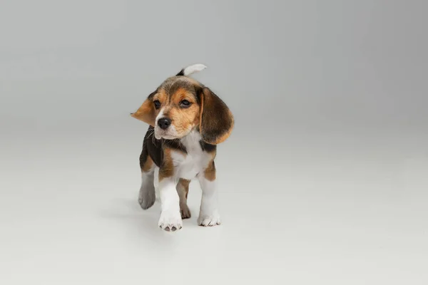 Estúdio tiro de cachorro beagle no fundo do estúdio branco — Fotografia de Stock