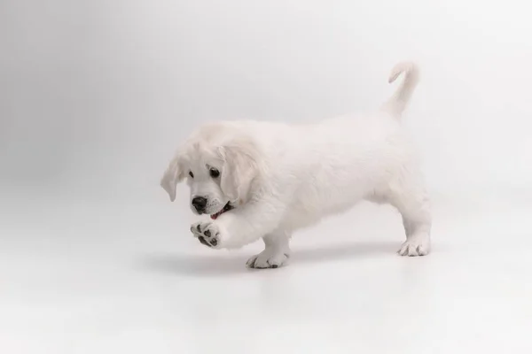 Beyaz stüdyo arka planında izole edilmiş İngiliz kremalı golden retriever 'ın stüdyo çekimi — Stok fotoğraf