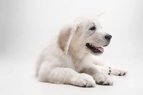 Stúdió lövés angol krém golden retriever elszigetelt fehér stúdió háttér — Stock Fotó