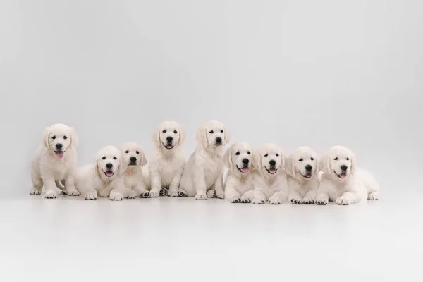 Stúdió lövés angol krém golden retrieverek elszigetelt fehér stúdió háttér — Stock Fotó