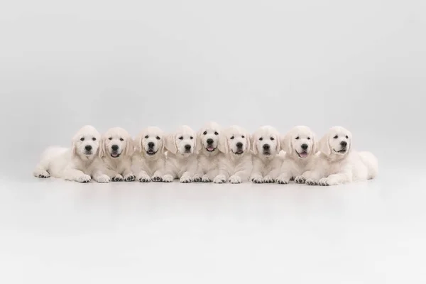 Studioaufnahme von englischen Creme Golden Retrievern isoliert auf weißem Studiohintergrund — Stockfoto