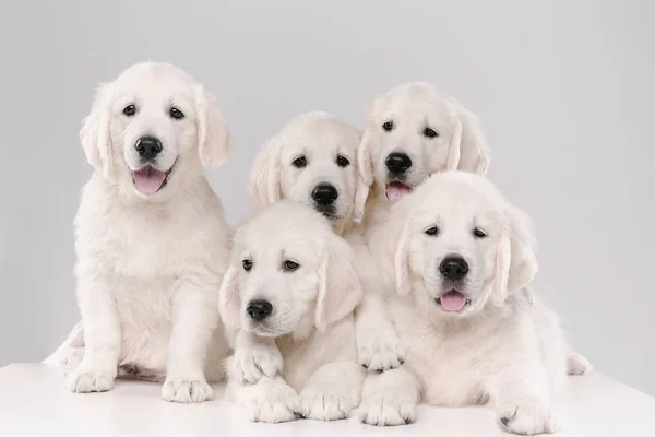 Beyaz stüdyo arka planında izole edilmiş İngiliz kremalı golden retriever 'ların stüdyo çekimi. — Stok fotoğraf