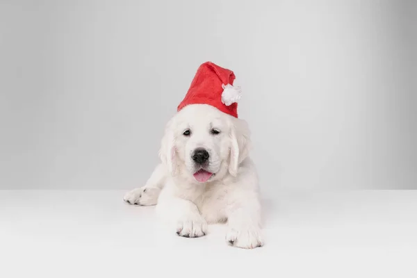 Studio shot of english cream golden retriever isolated on white studio background — Stock Photo, Image