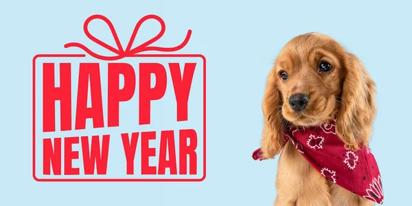 Perro joven posando aislado sobre fondo de estudio azul, desea feliz año nuevo — Foto de Stock