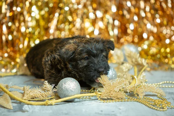 Studio skott av skotska terrier valpar på gyllene färgade studio bakgrund — Stockfoto