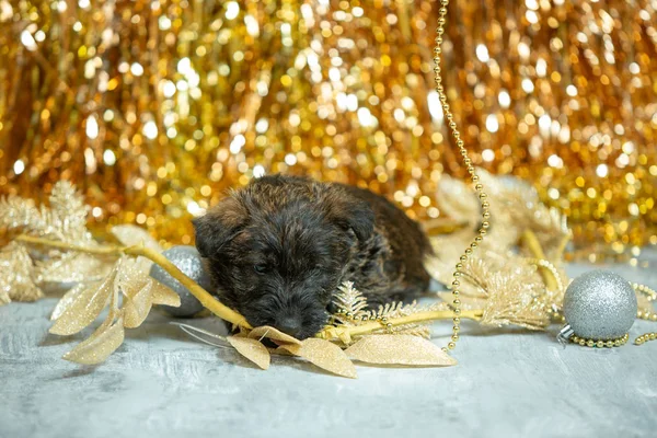 Studio shot szkockich szczeniąt terrier na złotym tle studio — Zdjęcie stockowe