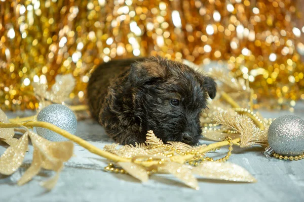 Studio shot szkockich szczeniąt terrier na złotym tle studio — Zdjęcie stockowe