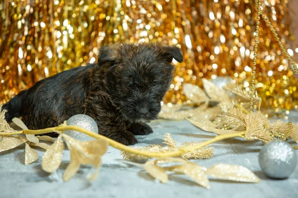 Studio shot van Schotse terriër puppies op goudkleurige studio achtergrond — Stockfoto