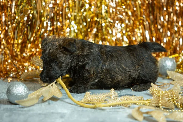 Studio shot van Schotse terriër puppies op goudkleurige studio achtergrond — Stockfoto