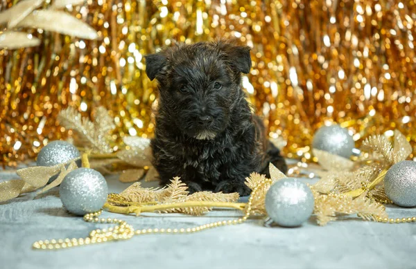 Studio shot van Schotse terriër puppies op goudkleurige studio achtergrond — Stockfoto