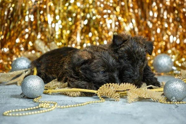 Captura de estudio de cachorros terrier escoceses sobre fondo de estudio de color dorado — Foto de Stock