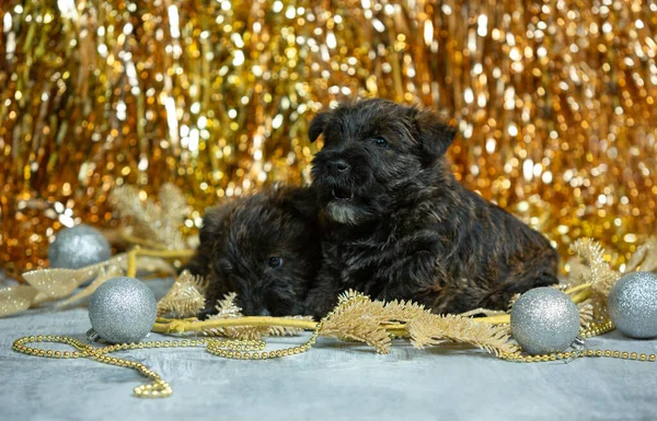 Studio shot van Schotse terriër puppies op goudkleurige studio achtergrond — Stockfoto