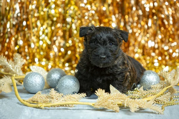 Studio skott av skotska terrier valpar på gyllene färgade studio bakgrund — Stockfoto