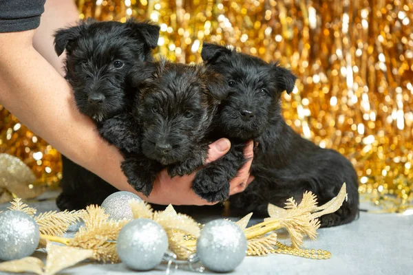 スタジオショットのスコットランドのテリア子犬上の黄金の色のスタジオの背景 — ストック写真