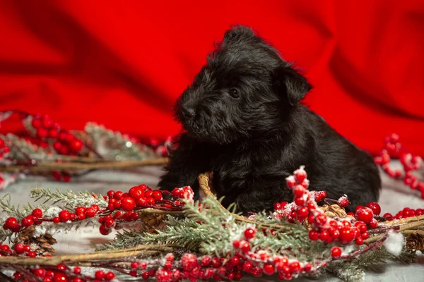 Estudio de tiro de escocés terrier cachorro en rojo fondo del estudio — Foto de Stock