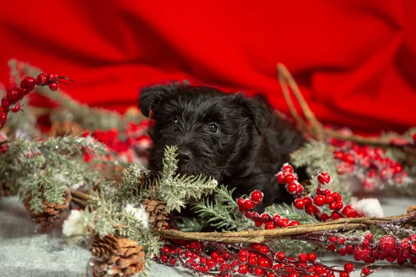 Studio shot van Schotse terriër puppy op rode studio achtergrond — Stockfoto