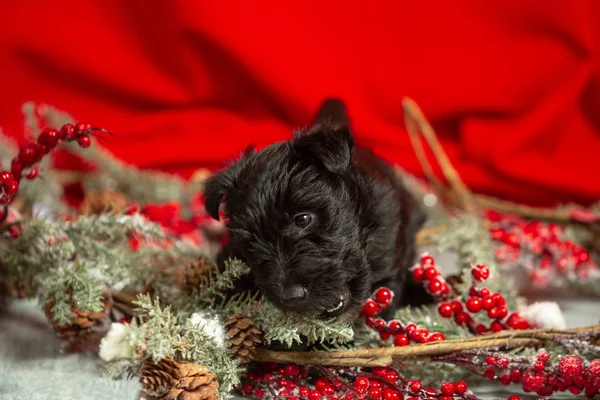 Photo studio de chiot terrier écossais sur fond de studio rouge — Photo