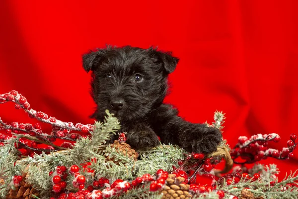 Photo studio de chiot terrier écossais sur fond de studio rouge — Photo