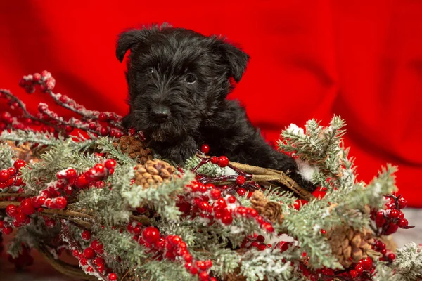 Studio shot of scottish terrier puppy on red studio background — Stock Photo, Image