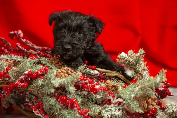 Estudio de tiro de escocés terrier cachorro en rojo fondo del estudio — Foto de Stock