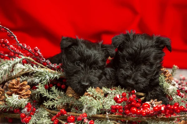 Studio shot van Schotse terriër puppies op rode studio achtergrond — Stockfoto