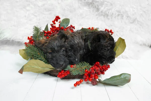 Studio shot van Schotse terriër puppy op witte studio achtergrond — Stockfoto