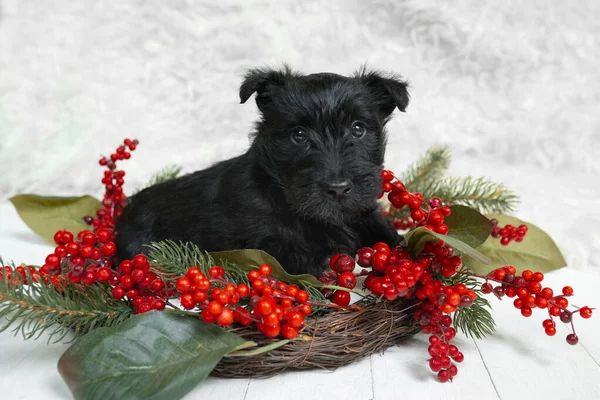 Studio shot van Schotse terriër puppy op witte studio achtergrond — Stockfoto