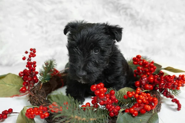 Plan studio du chiot terrier écossais sur fond de studio blanc — Photo